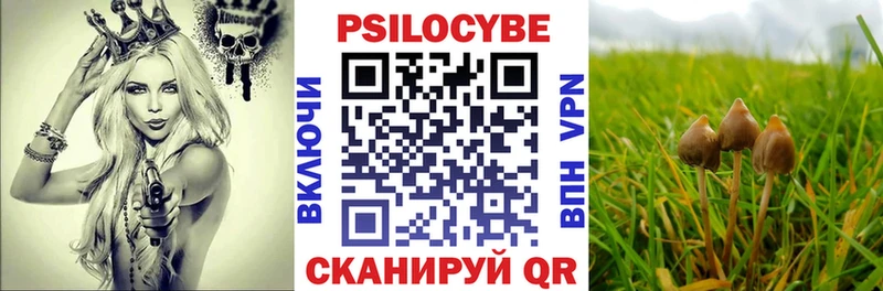Псилоцибиновые грибы Psilocybine cubensis  магазин продажи   Зубцов 